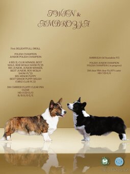 Welsh Corgi Cardigan FCI - 14