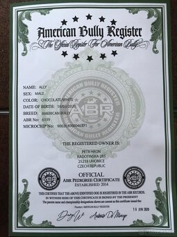 American bully - 14