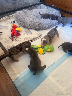 American Bully XL / XXL - 14