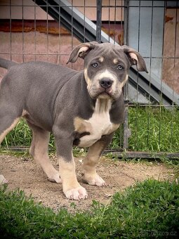 American Bully XL / XXL - 14