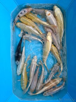 Koi kapři - 14
