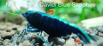 TOP AKVA KREVETKY PREMIUM Caridina a Neocaridina - Odchovy - 14