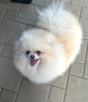 Pomeranian s pp FCI - 14