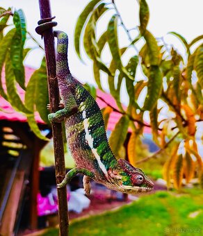 chameleon pardálí, terárium - 14