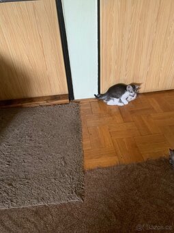 Dva kočičí rošťáci - 14