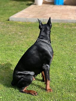 Šteňatá Doberman - 14