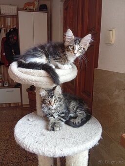 Mainská mývalí , MCO maine coon - 14
