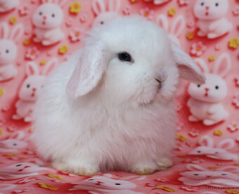 Zakrslí beránci NHD modrá očka . - 14