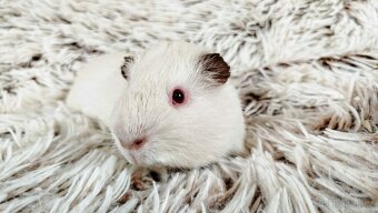 Morče, Morčátka, Morčata - VILÍK a TOMÍK - 14