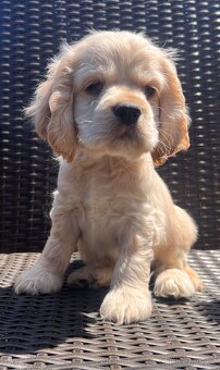 Americky Kokerspaniel-steniatka - 14