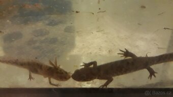 Axolotl mexický - 14