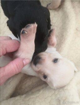 Štěňata labradora kříženci - 14