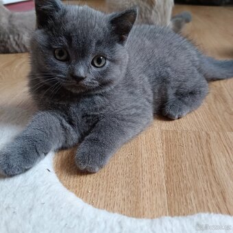 Britská koťata - 14