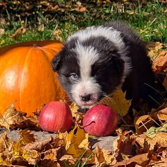 Australský ovčák, štěňata s PP FCI - 14