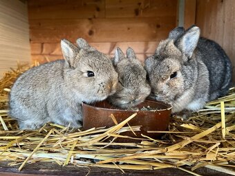 Mláďata zakrslých králíčků přímo od chovatele - 14