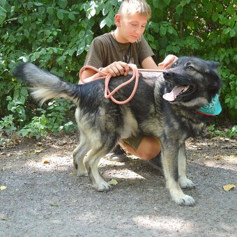 🐾 SIMBAD – energický hrdina s velkým srdcem - 14
