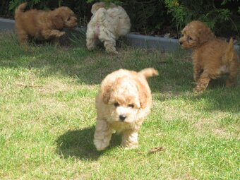 Maltipoo štěňátka - 14
