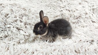 Zakrslý králík, králíček- (REX) DAISY - 14