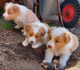 border kolie ee - red - 14