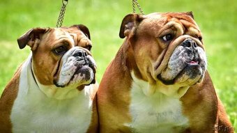 Anglický bulldog s PP na KRYTIE, Buldok, Buldog - 14