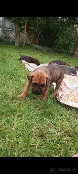 Cane Corso štěňata - 14