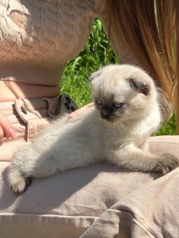 Scottish Fold - 14