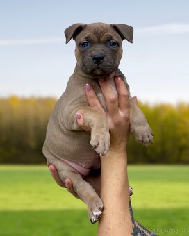 American Bully XL - Exkluzivní spojení šampionů - 14