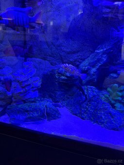Luxusní vybavené akvárium + ryby - 14