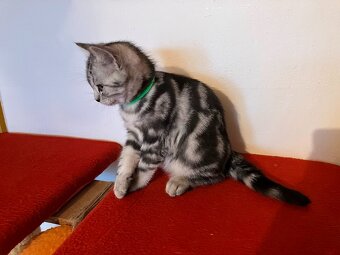 Koťátka britská Whiskas černostříbřitý mramor - 14