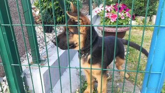 Nemecky ovčák typu Rex(štěňata) - 14