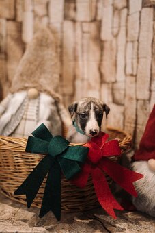 Whippet/Vipet s PP (pejsek,fena) - 14