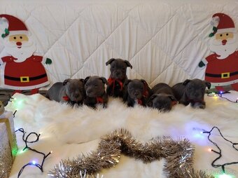 Stafordšírský bulteriér - 14