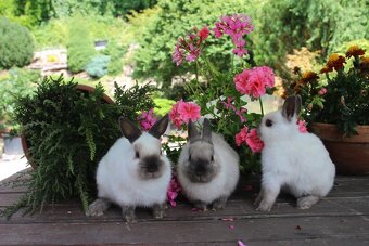 Zakrslí siamáčci s PP - 14