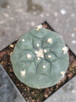 Kaktusy a sukulenty - 14