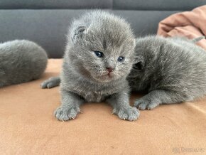 Koťata  britské  narozené. 13.03. 2024. - 14