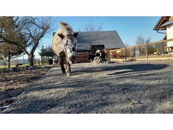 Podlahové desky Paddock zátěžové děrované z PVC 117x 84cm - - 14