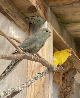 Letošní odchovy - 14