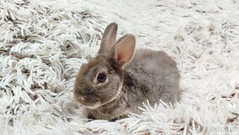 Zakrslý beránek,králíček,králík -(REX)-DIANA - 14