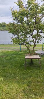 Velké Bílovice-pronájem chaty s loďkou - 14