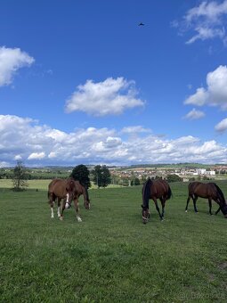 HŘÍBÁRNA NA EDENU - 14