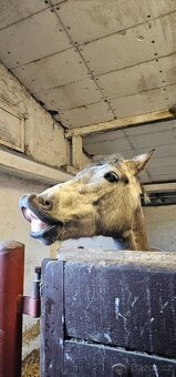 Teplokrevny valach 5 let - 14