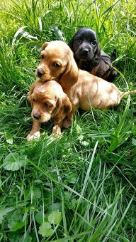 Kokrspanel,kokeršpaniel,beagle,bigel - 14