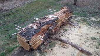 Pořez kulatiny přenosným katrem v místě kácení - 14