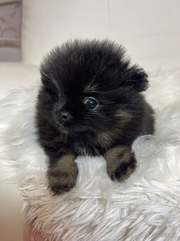 Pomeranian s PP FCI - nádherná štěňátka - 14