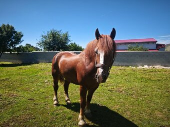 Chladnokrevný kůň - 14