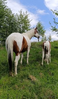 APH Bay Tobiano Hřebeček - 14