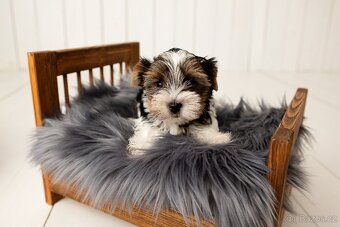 Biewer a Biro Yorkshire Terrier s PP,  Jorkšír terier s PP - 14