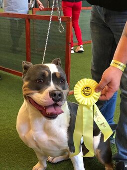 American Bully s PP ABKC - 14