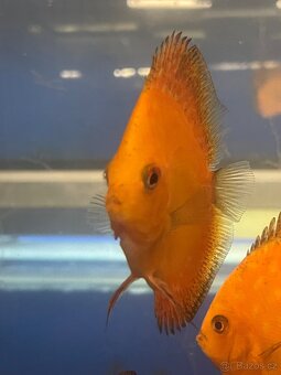 Terčovec- diskus - 14