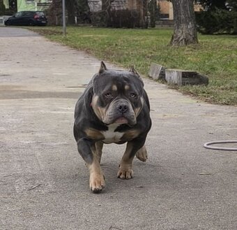 American bully - 14